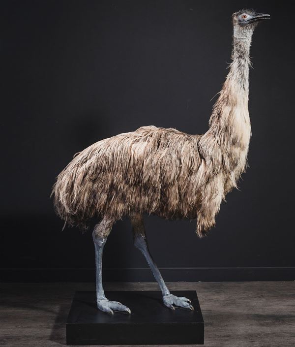 Taxidermy of emu