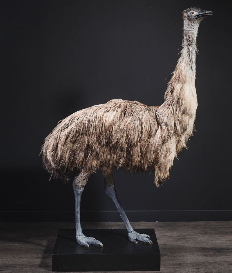 Taxidermy of emu  - Auction Mirabilia - Cambi Casa d'Aste
