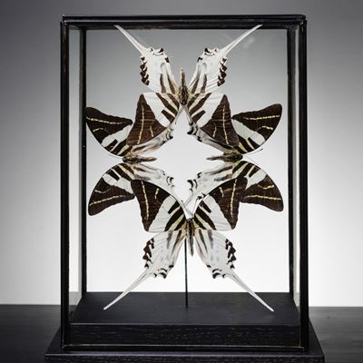 Composizione di Farfalle