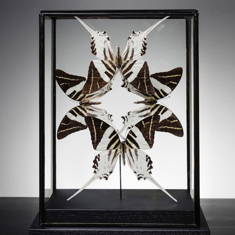 Butterflies Graphium androcles under glass  - Auction Mirabilia - Cambi Casa d'Aste