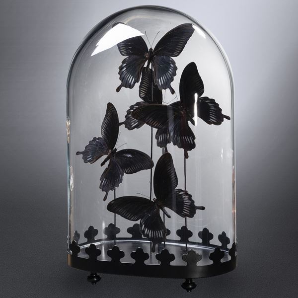 Butterflies Deiphobus under glass