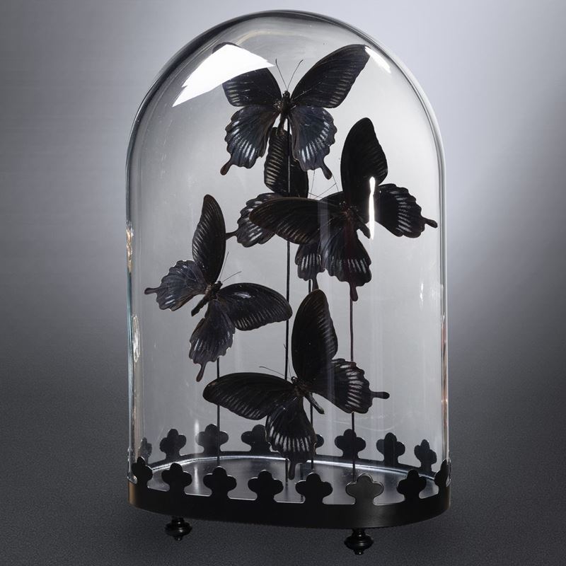 Butterflies Deiphobus under glass  - Auction Mirabilia - Cambi Casa d'Aste