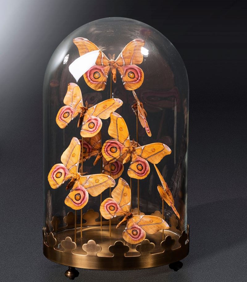 Butterflies Antherina Suraka under Glass  - Auction Mirabilia - Cambi Casa d'Aste