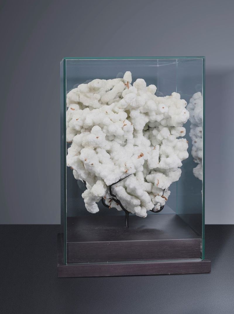 Crystalized branch with gypsum under glass  - Auction Mirabilia - Cambi Casa d'Aste