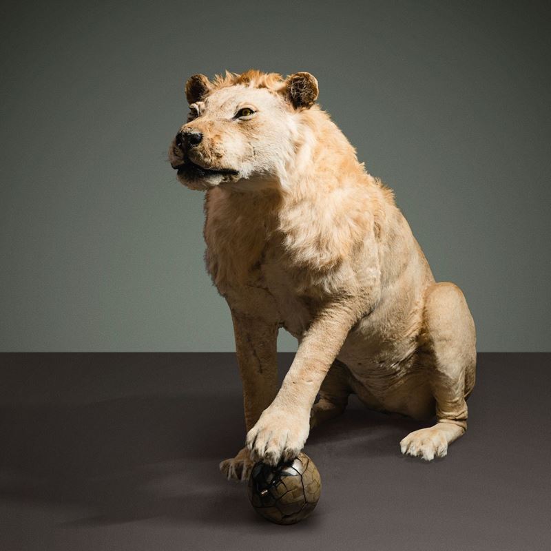 Taxidermy of a Tsavo lion with septaria  - Auction Mirabilia - Cambi Casa d'Aste