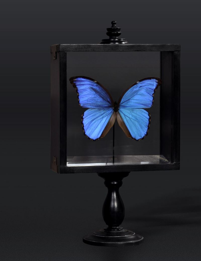 Farfalla Morpho in teca  - Asta Mirabilia - Cambi Casa d'Aste