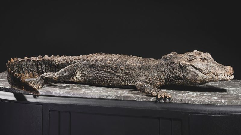Dwarf crocodile taxidermy  - Auction Mirabilia - Cambi Casa d'Aste