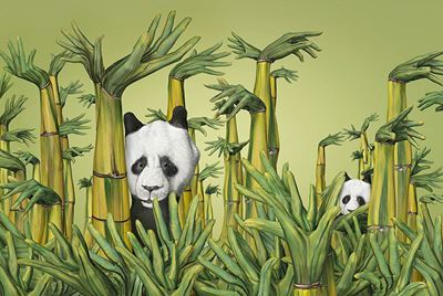 Guido Danielechina Pandas