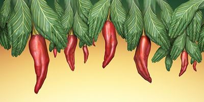 Guido Danielemexico Chillies