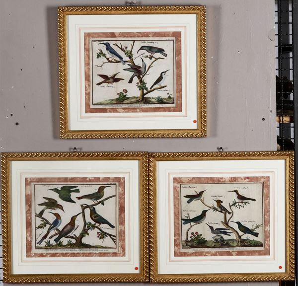 Tre stampe raffiguranti uccelli, Francia XIX secolo