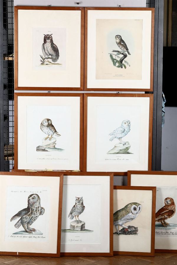 Gruppo si stampe raffiguranti gufi e civette, XIX secolo Stampe a soggetto ornitologico. Serie di rapaci notturni