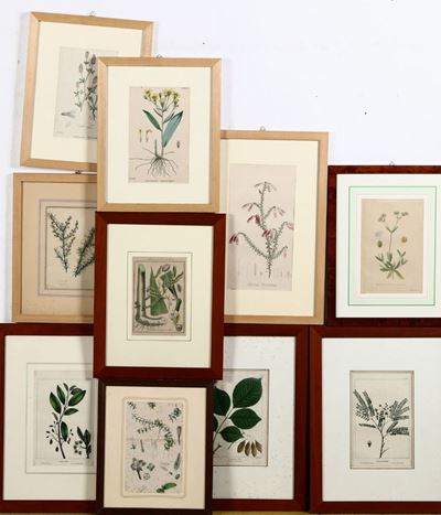 Lotto di Dieci Stampe a Soggetto Botanico