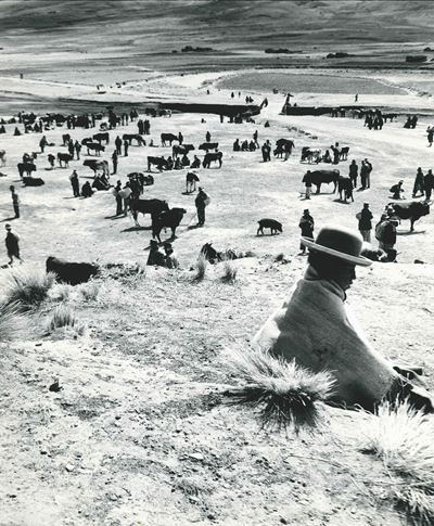 Paul Almasy (1906-2003)cattle Market At Tihuanaco, Bolivia