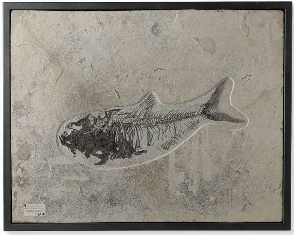 Pesce fossile Diplomystus dentatus