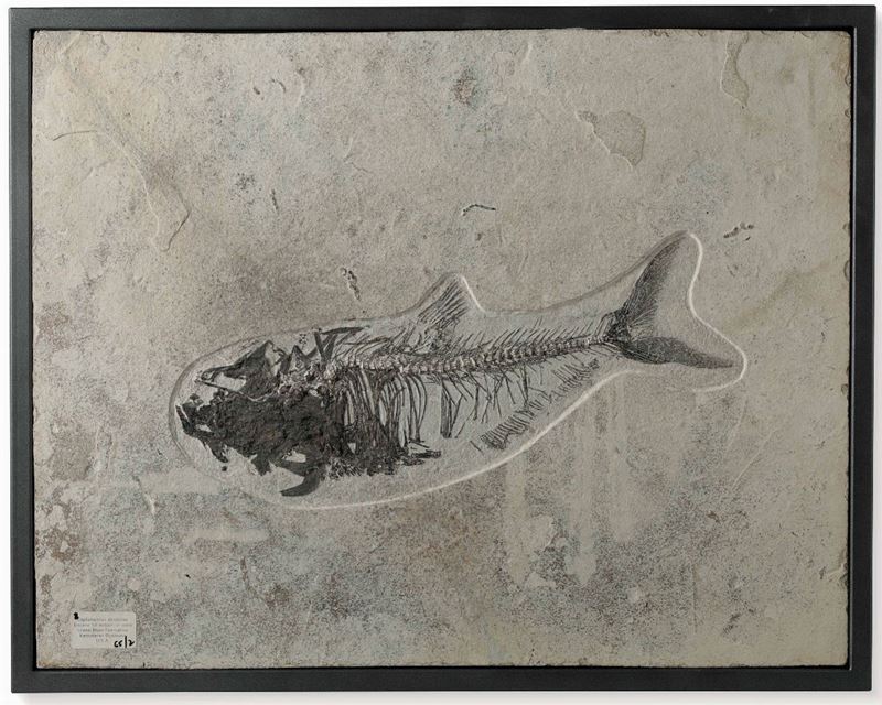 Pesce fossile Diplomystus dentatus  - Asta Arte Marinara - Cambi Casa d'Aste