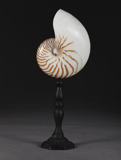 Nautilus su Base in Legno Tornito ed Ebanizzato