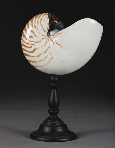 Nautilus su Base in Legno Tornito ed Ebanizzato