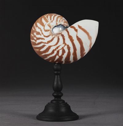 Nautilus su Base in Legno Tornito ed Ebanizzato