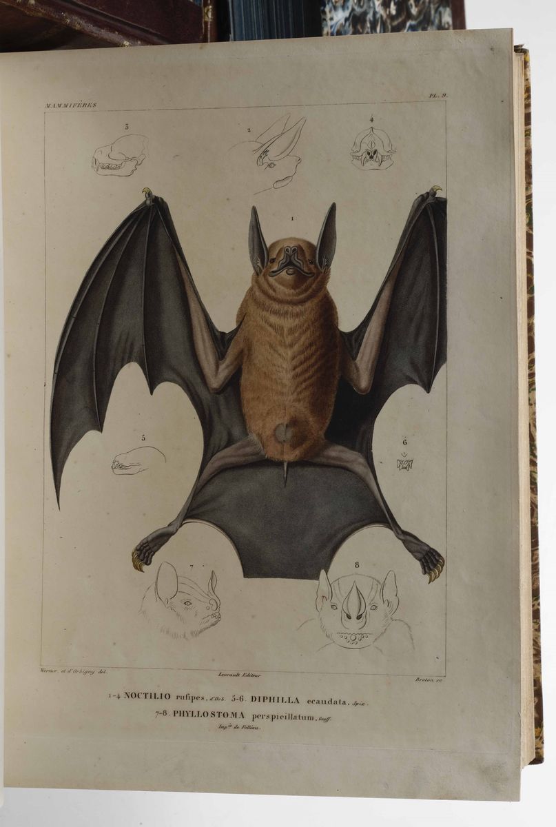 D'orbigny, Alcidevoyage Dans L'amèrique Mèridionale...paris, 1835-1839. Tomo i e IV Soltanto. Vol...