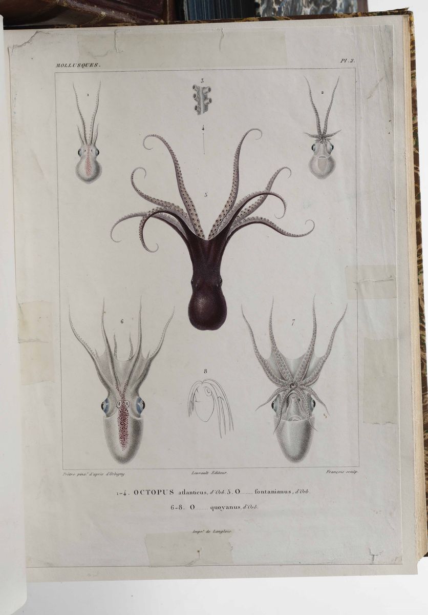 D'orbigny, Alcidevoyage Dans L'amèrique Mèridionale...paris, 1835-1839. Tomo i e IV Soltanto. Vol...