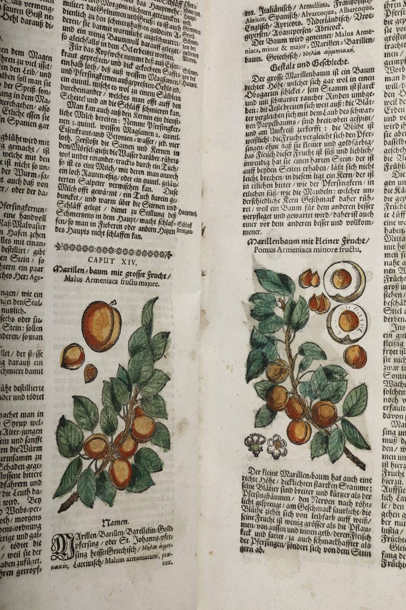Zwinger, Theodoritheatrum Botanicum Das Ist :neu Vollkommenes Kräuter-buch...basel, Bertsche, 169...