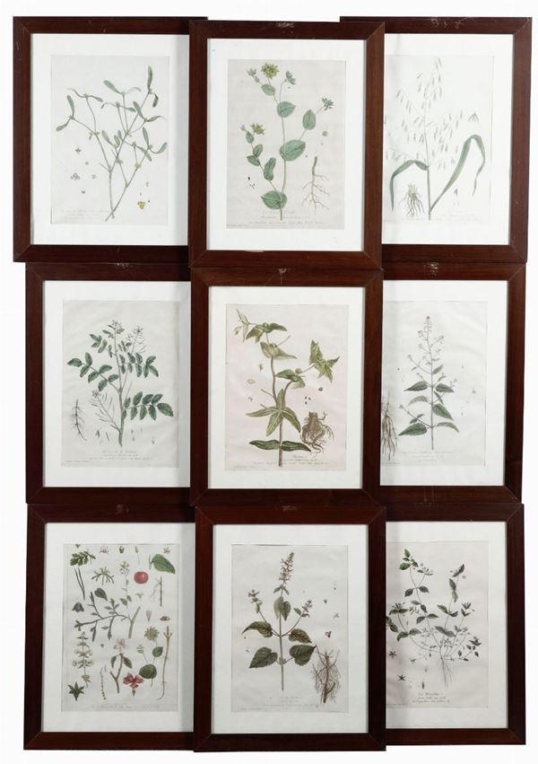 Gen&#233;vieve De Nangis Regnault - De Nangis Regnault, Genévieve Serie botanica di 14 tavole con delicata coloritura.