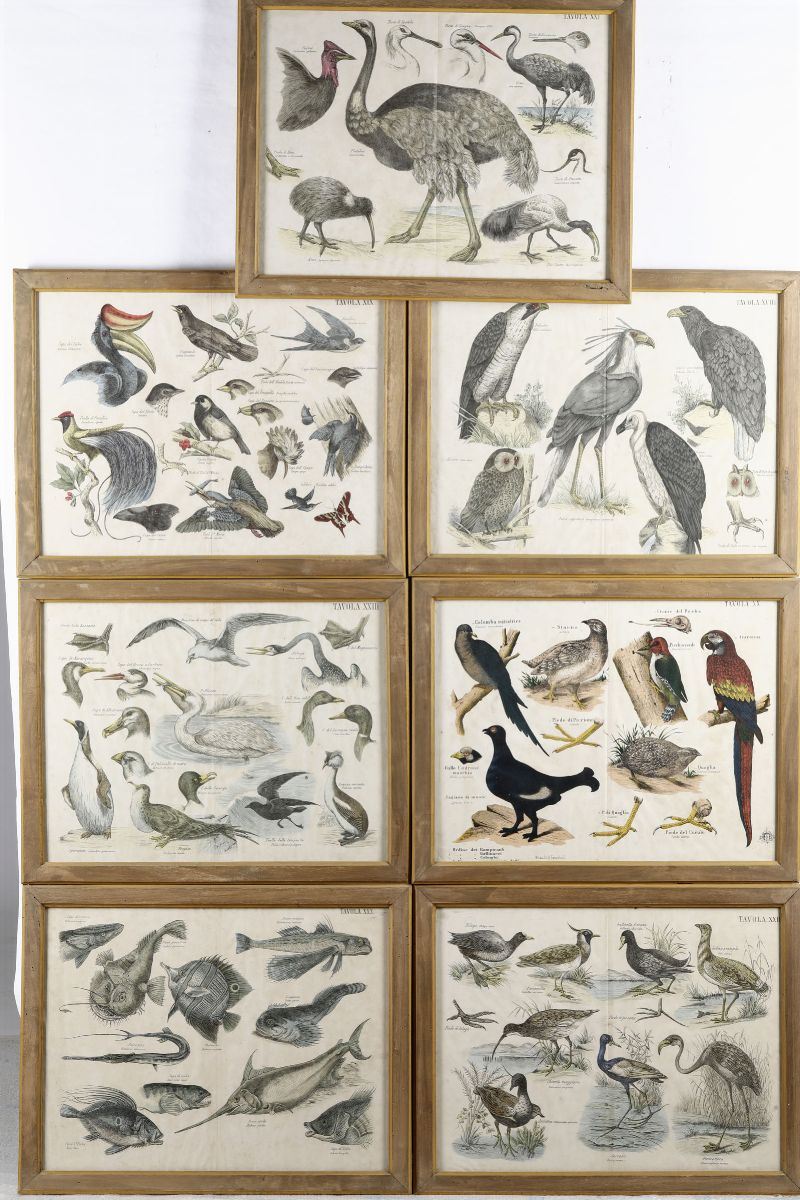 Sette stampe originali della seconda metà dell' Ottocento, in coloritura antica, di soggetto ornitologico ed ittico.  - Auction Out of Ordinary - Cambi Casa d'Aste