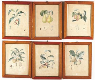 Giraud, Bouchet e Altri Autorisei Stampe Litografiche a Colori di Soggetto Botanico..paris, Metà ...