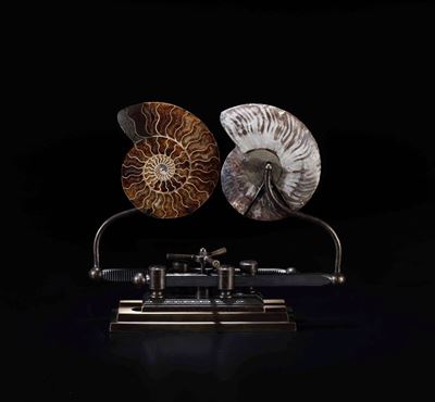 Ammonite su Base Scorrevole