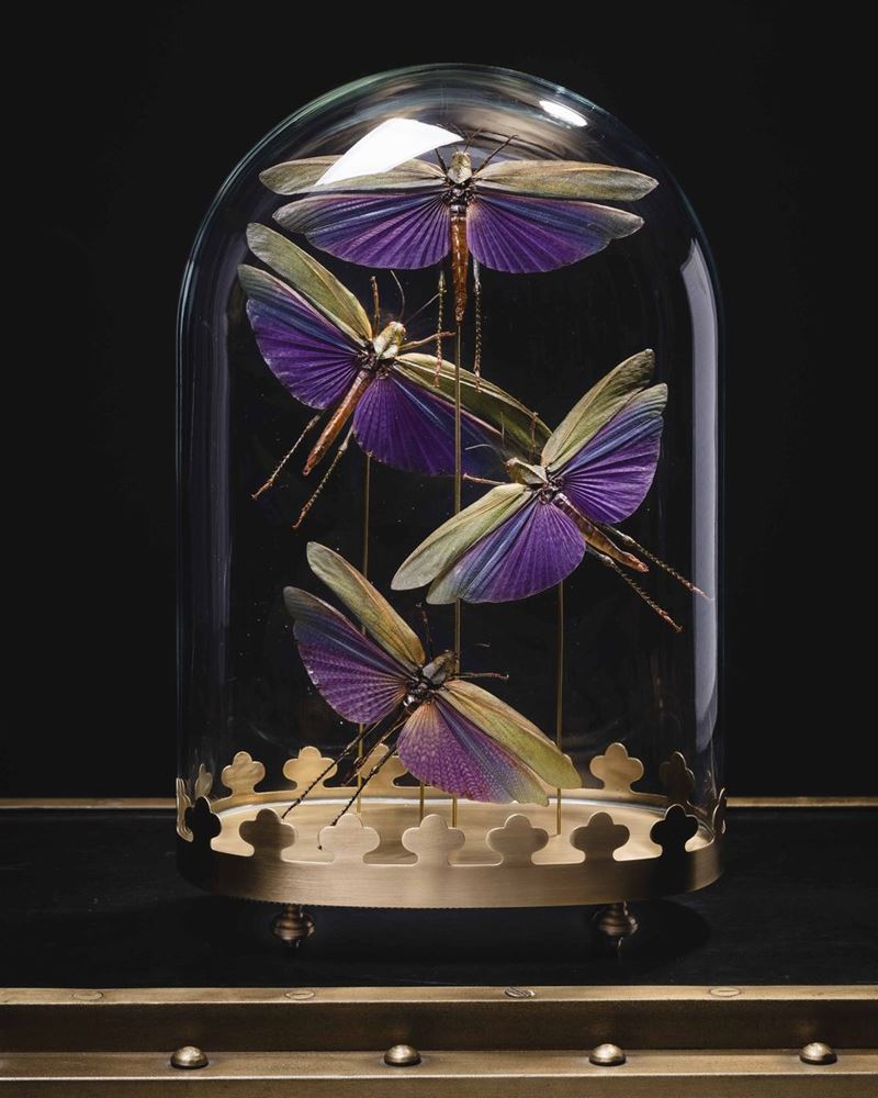 Gruppo di insetti in campana di vetro  - Asta Out of the Ordinary - Cambi Casa d'Aste