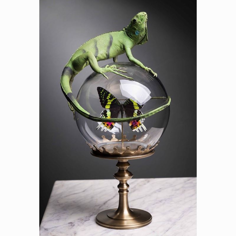 Iguana verde su sfera di vetro contenente farfalla  - Auction Out of Ordinary - Cambi Casa d'Aste