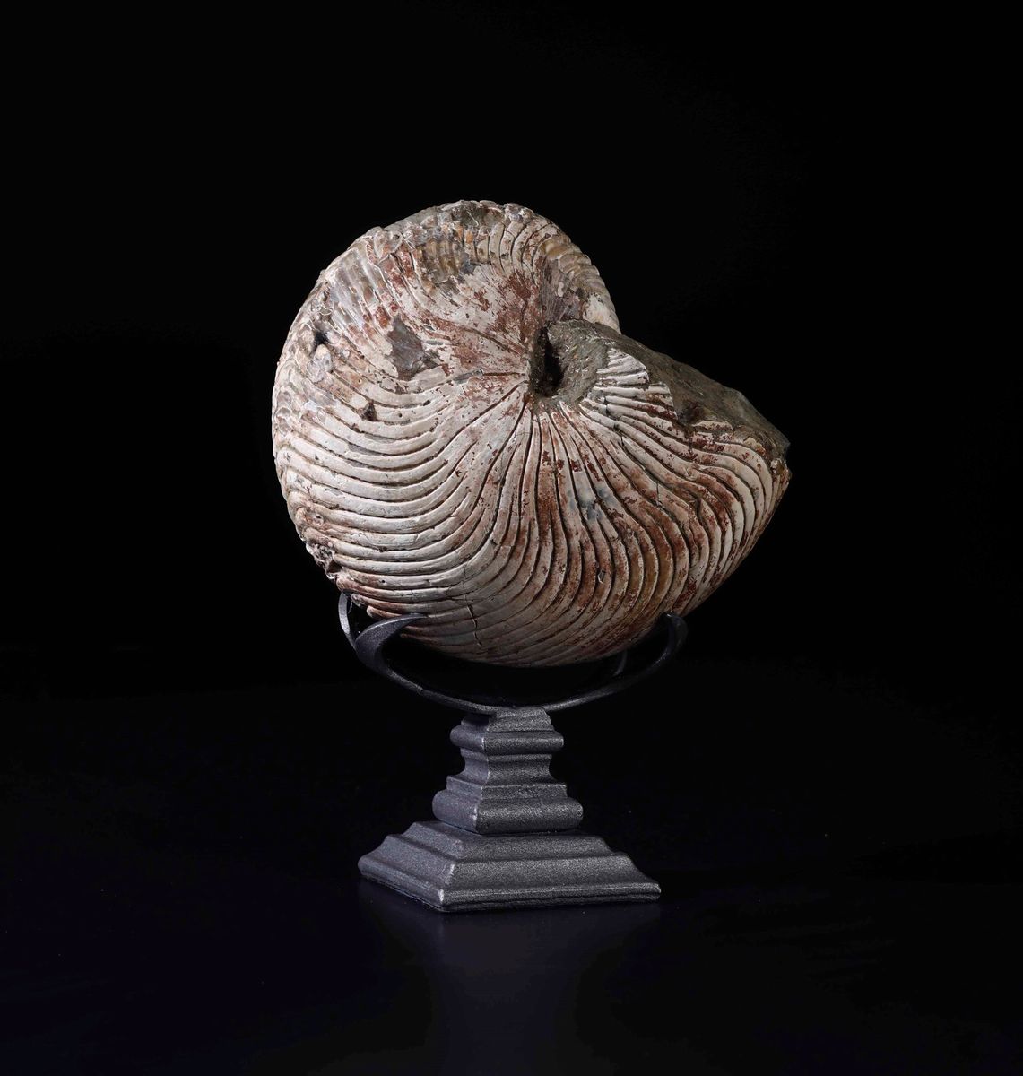 Nautilus Fossile. Esemplare di Cymatoceras
