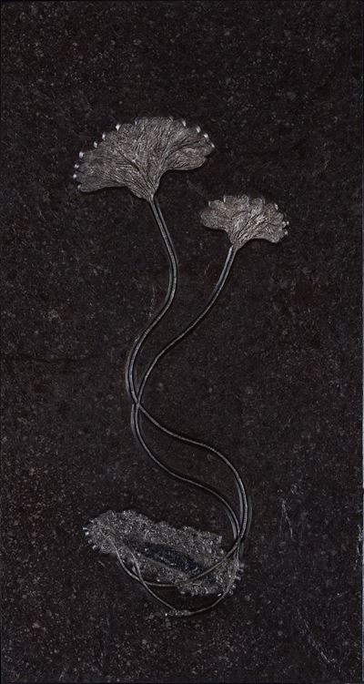 Coppia di Crinoidi su Lastra