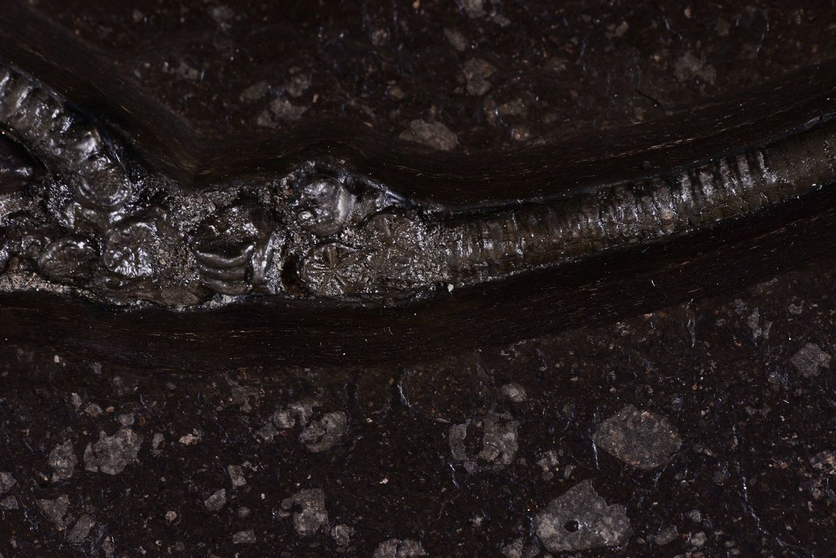 Coppia di Crinoidi su Lastra