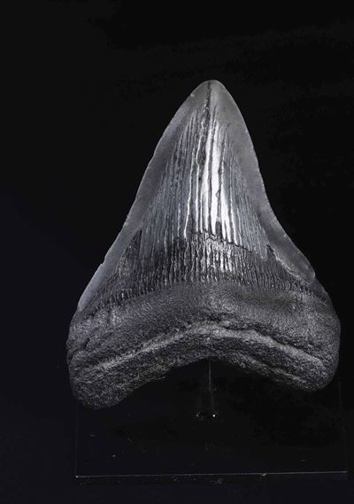 Dente Fossile di Squalo Megalodon