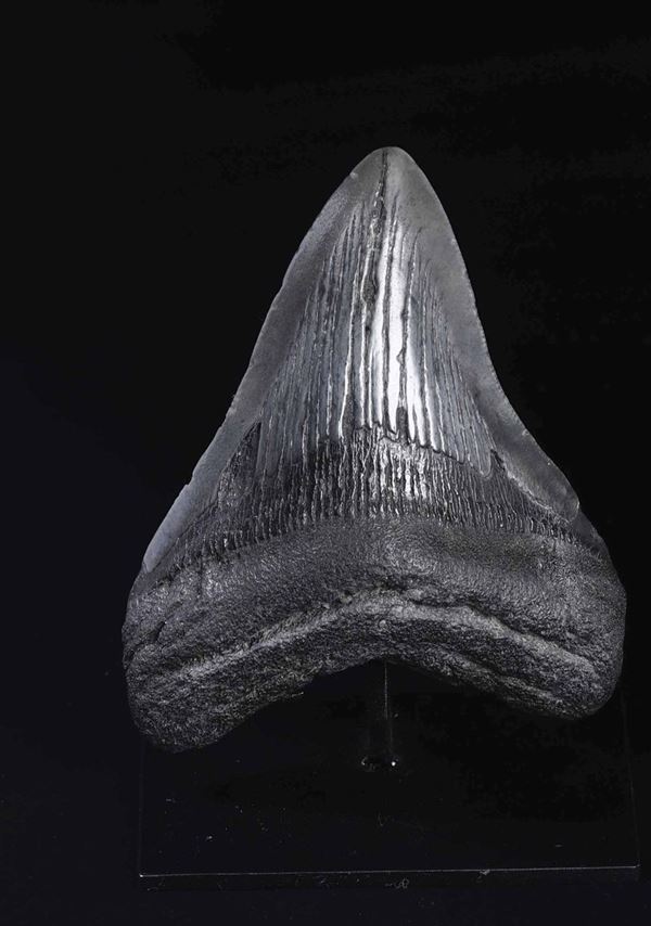 Dente fossile di squalo Megalodon