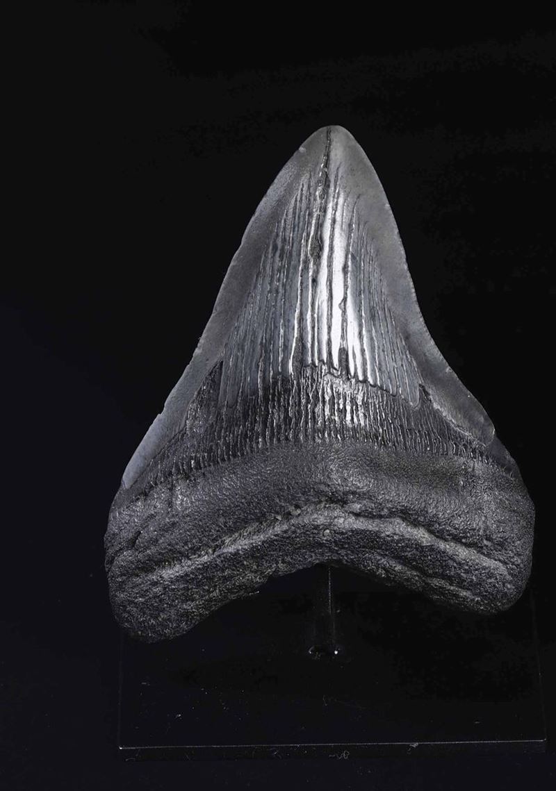 Dente fossile di squalo Megalodon  - Asta Out of the Ordinary - Cambi Casa d'Aste
