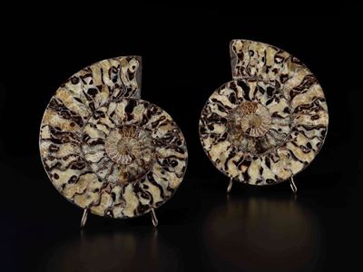 Ammonite Sezionata su Base in Metallo