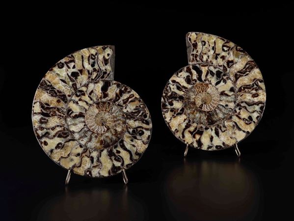 Ammonite sezionata su base in metallo