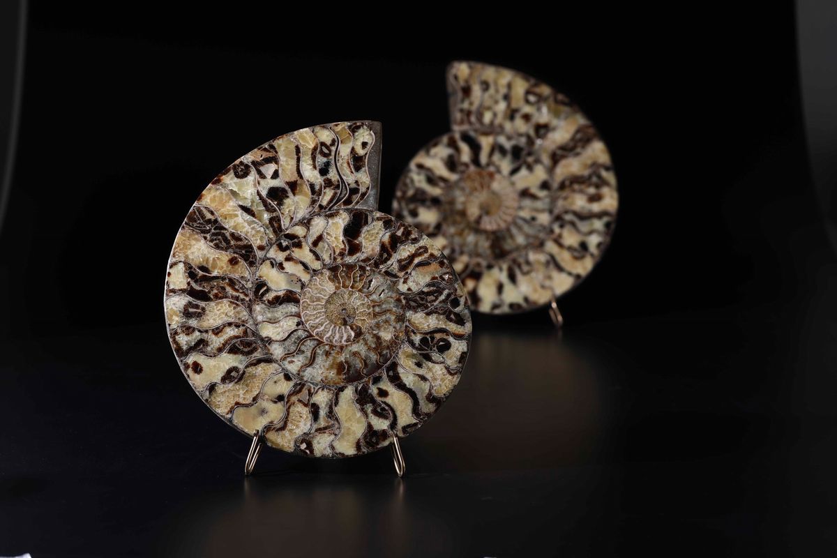 Ammonite Sezionata su Base in Metallo