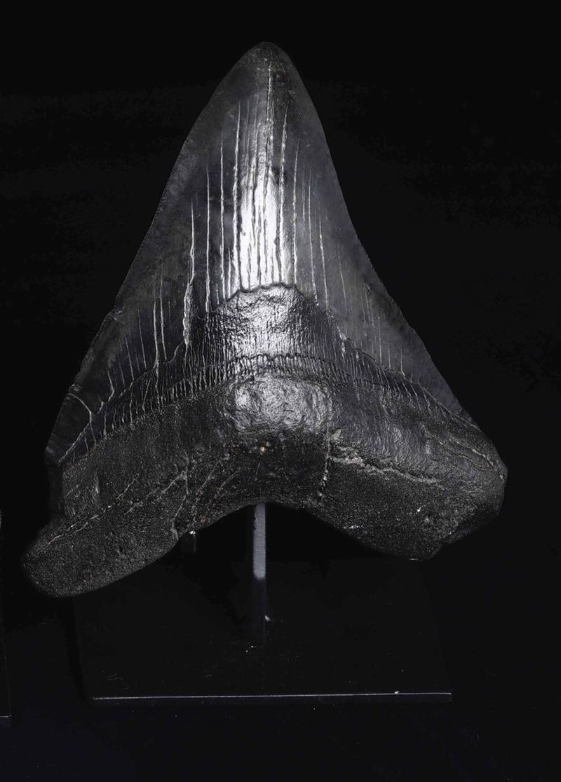 Dente fossile di squalo Megalodon  - Asta Out of the Ordinary - Cambi Casa d'Aste