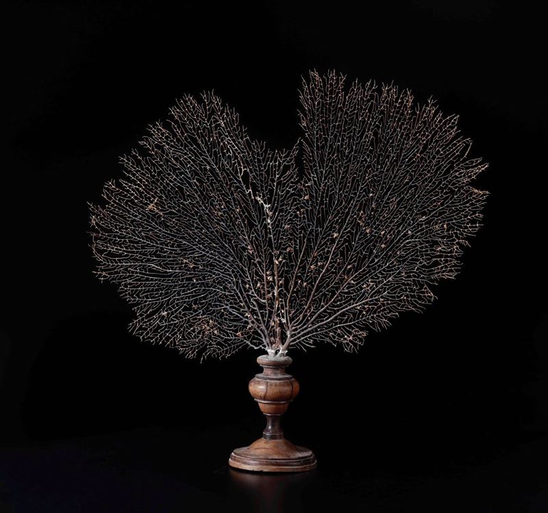Gorgonia su base in legno tornito  - Auction Out of Ordinary - Cambi Casa d'Aste