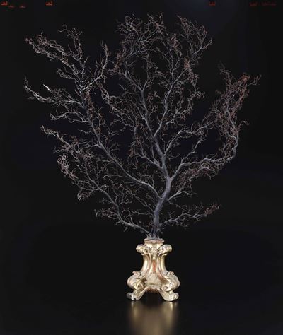 Gorgonia su Base in Legno Dorato
