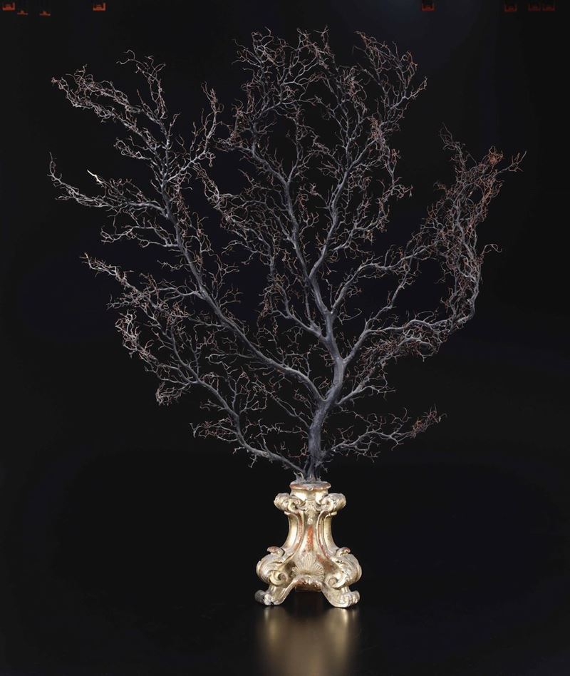 Gorgonia su base in legno dorato  - Asta Out of the Ordinary - Cambi Casa d'Aste