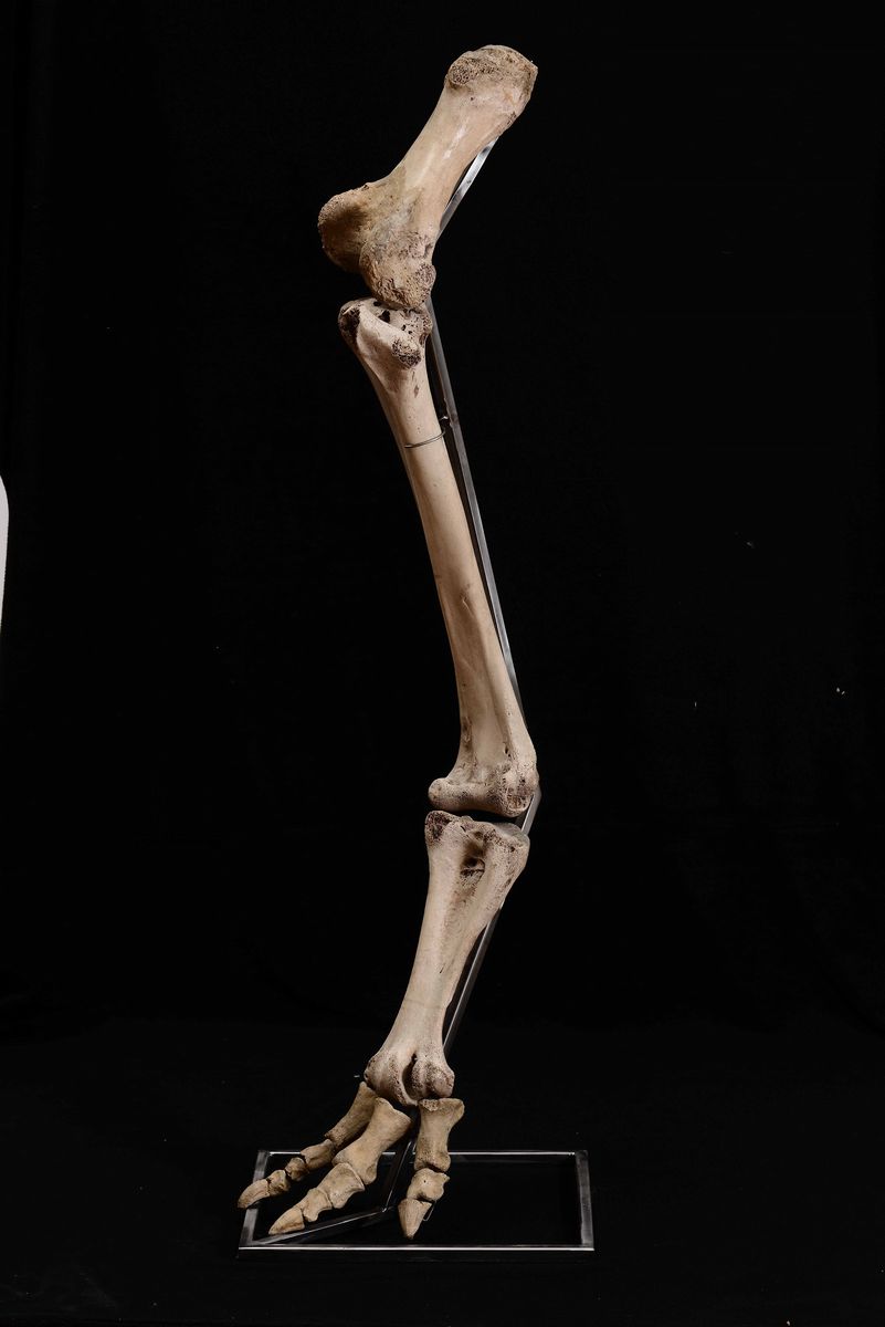 Zampa di Aepyornis Maximus
