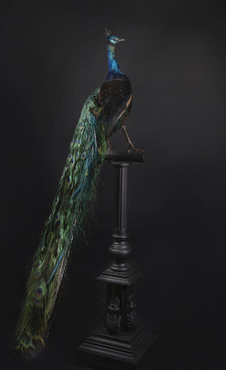 Pavo cristatus  - Auction Out of Ordinary - Cambi Casa d'Aste