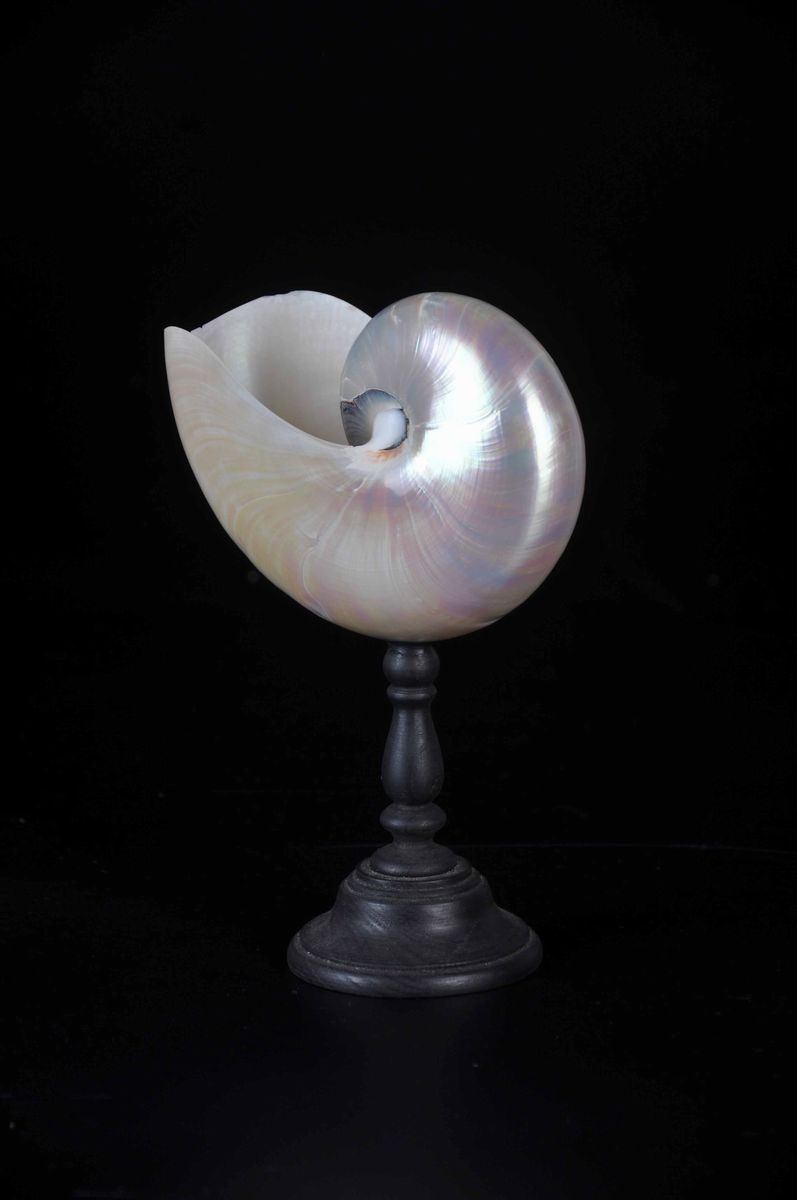 Nautilus Lucidato su Base in Legno