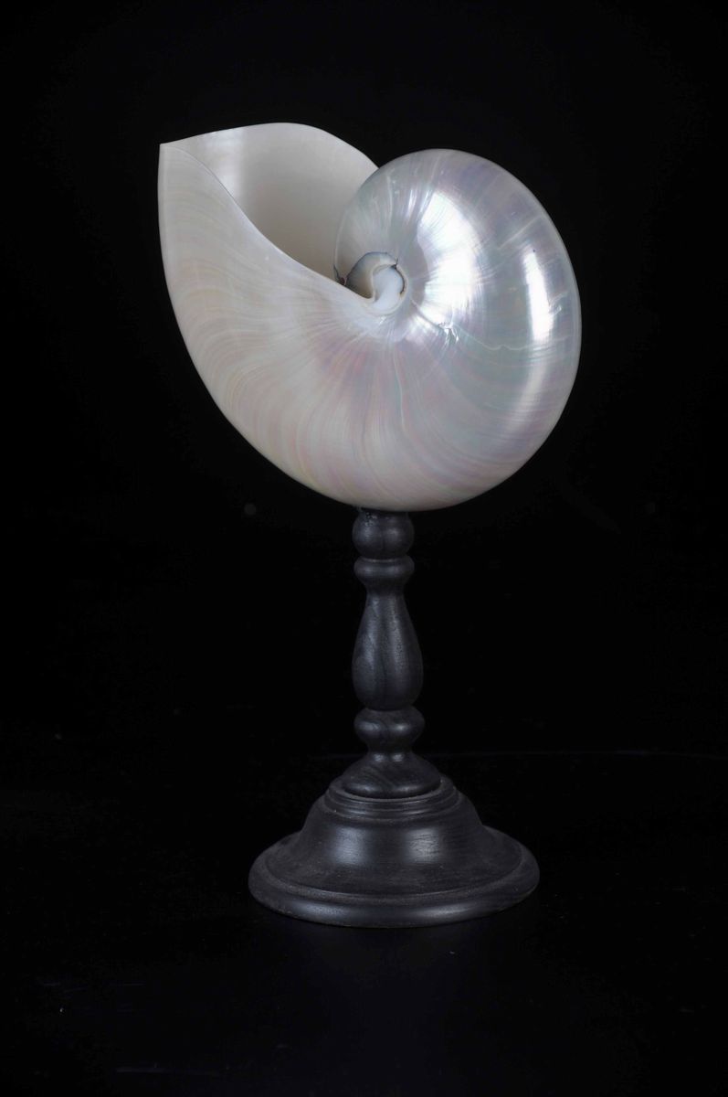 Nautilus Lucidato su Base in Legno