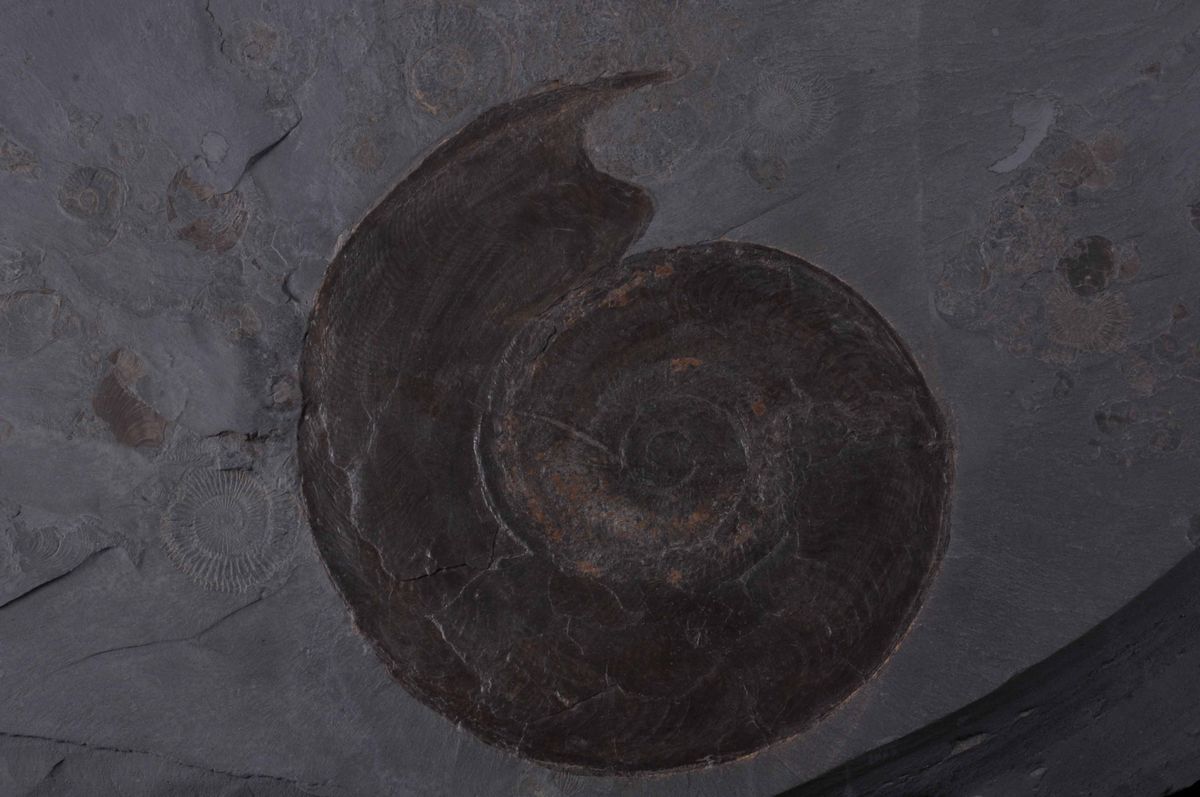 Ammonite su Lastra