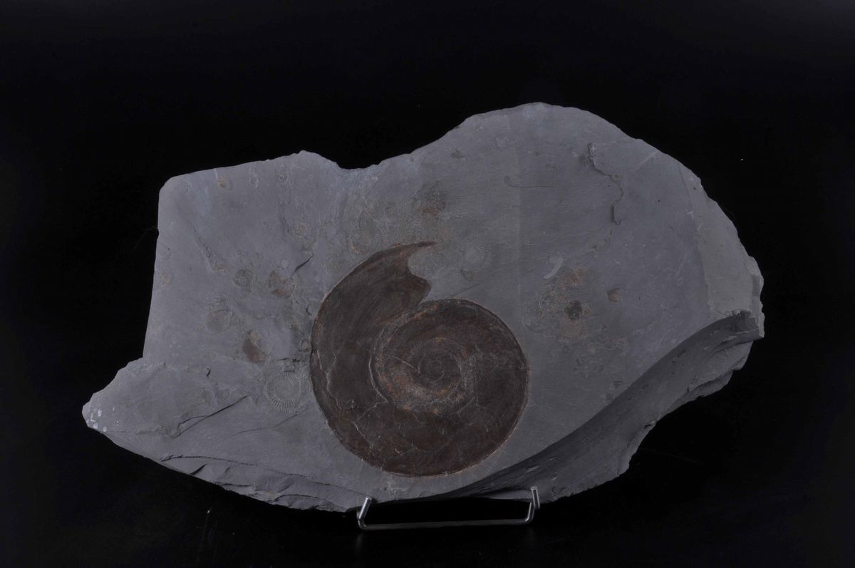 Ammonite su Lastra